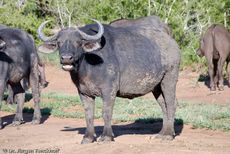 Afrikanischer Büffel (30 von 102).jpg